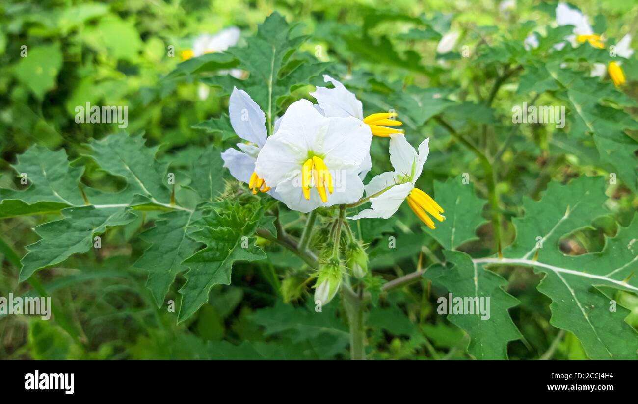 Weiße Wildblumen.Horse Brennnessel (Solanum carolinense) mit grünem Hintergrund Stockfoto
