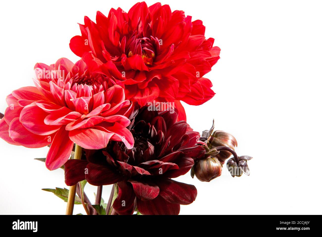 Florale Komposition von Dahlia-Blüten. Arty, leuchtend rot und rosa Farbe Bouquet von Blumen auf weißem Hintergrund Stockfoto