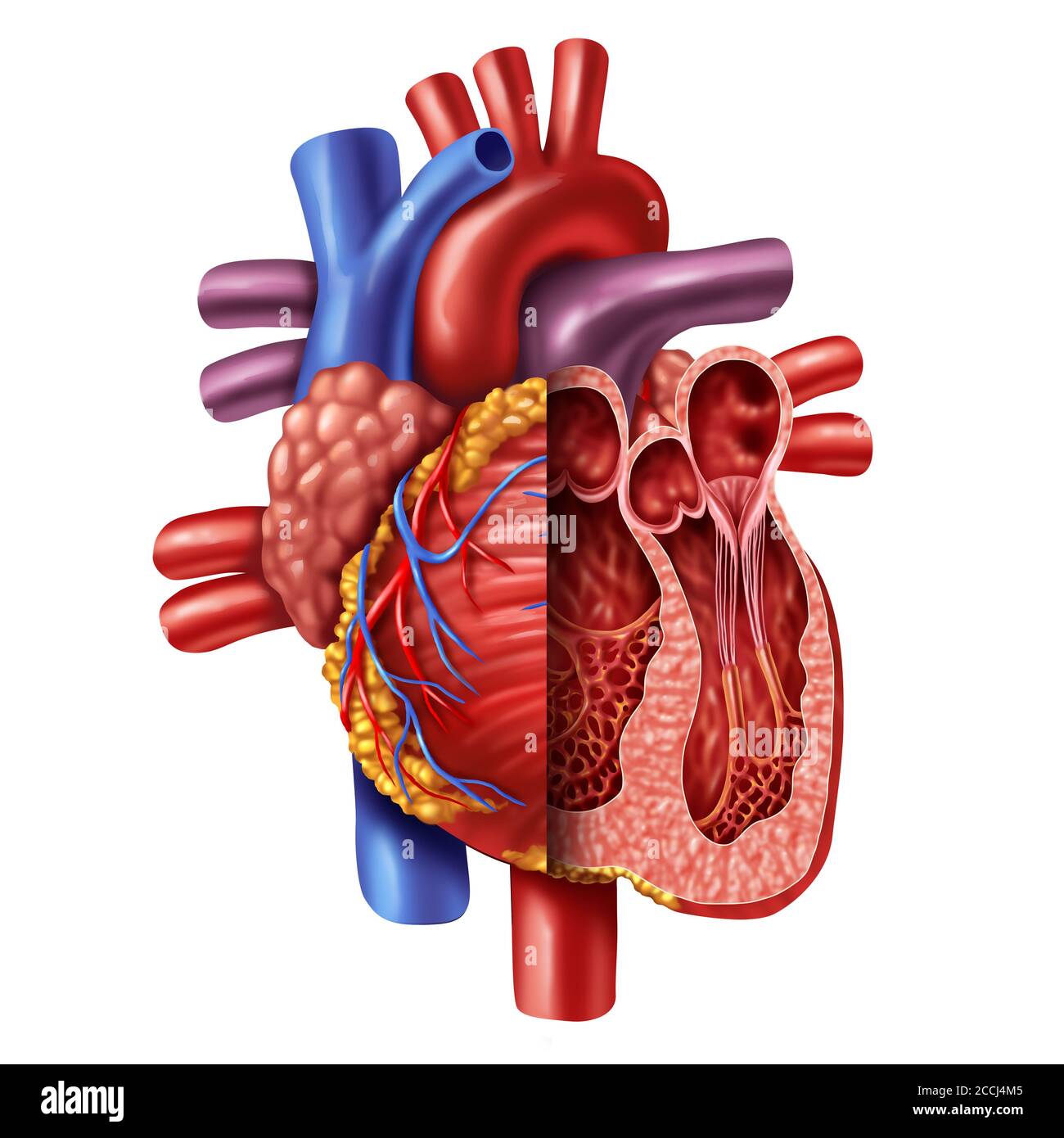 Anatomie eines menschlichen Herzquerschnitts aus einem gesunden Körper isoliert auf weißem Hintergrund als medizinisches Gesundheitssymbol eines inneren Herz-Kreislauf-Systems. Stockfoto