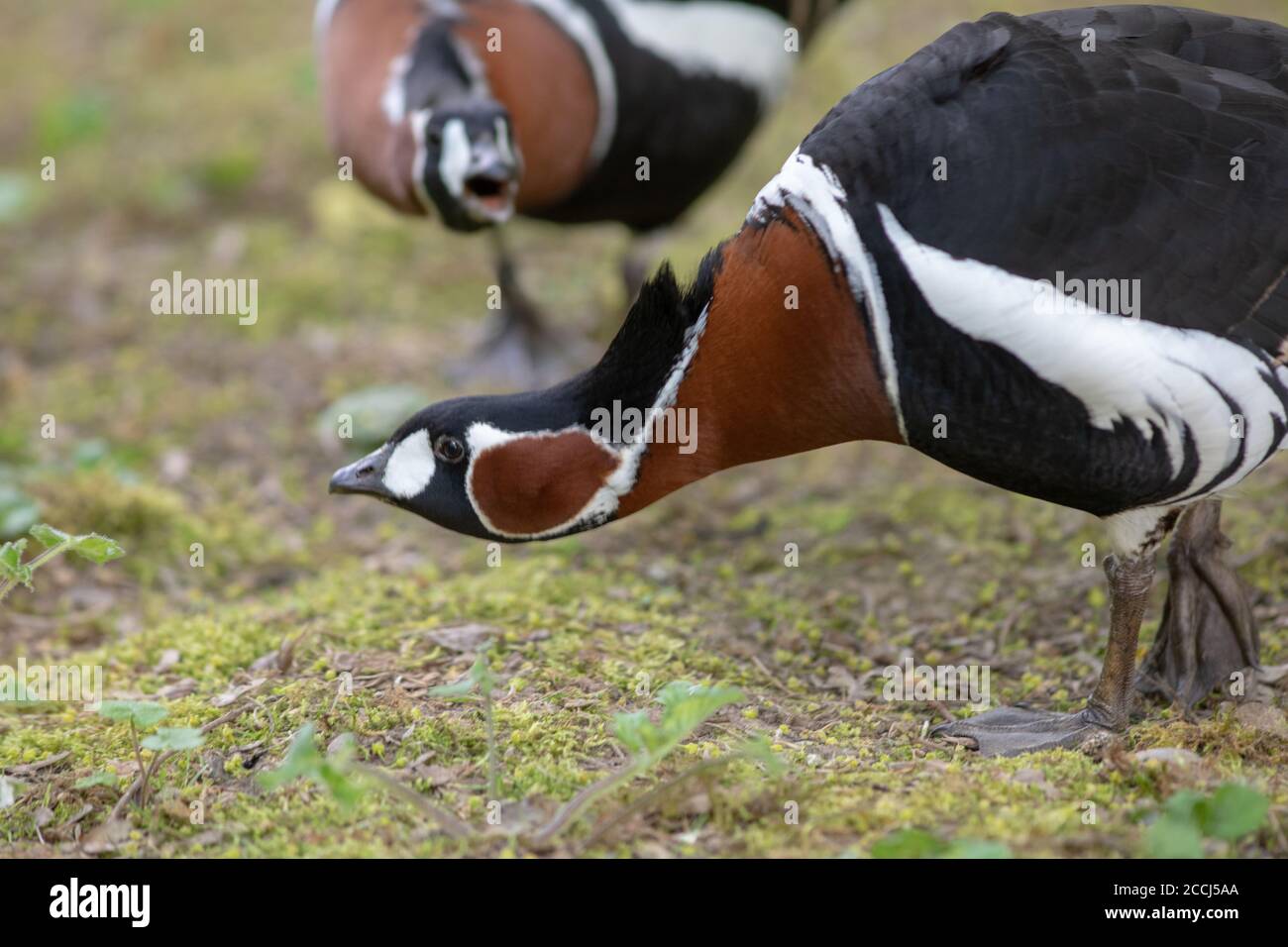 Rotbrustgänse (Branta ruficollis). Echtes Paar. Defensiv, Verhalten. Vorwärts Bedrohung, Agonistik, Haltung. Verteidigung Nest Standort Gebiet, Stockfoto