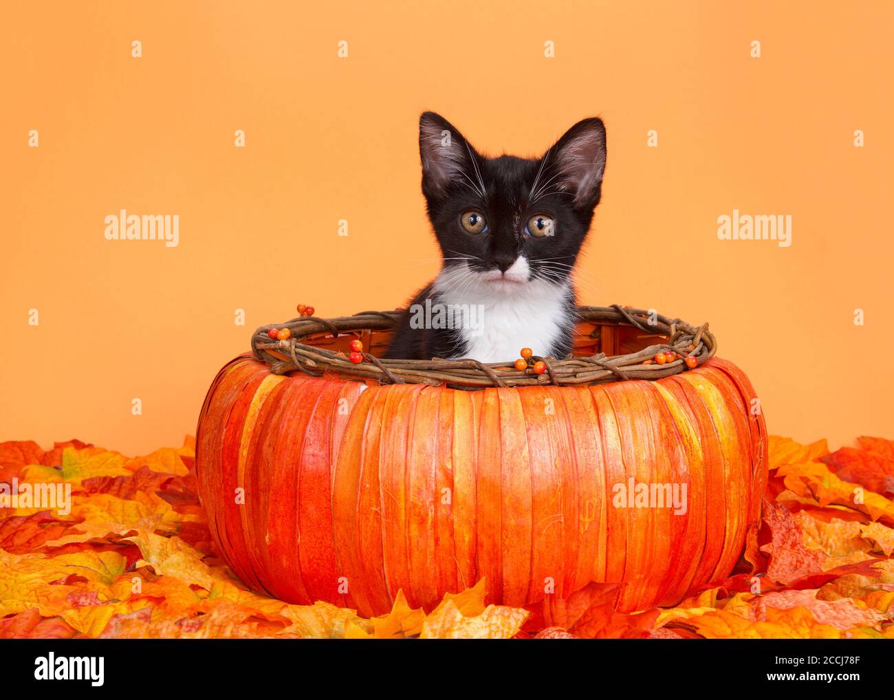 katzchen im halloween kurbis stockfotos und bilder kaufen alamy
