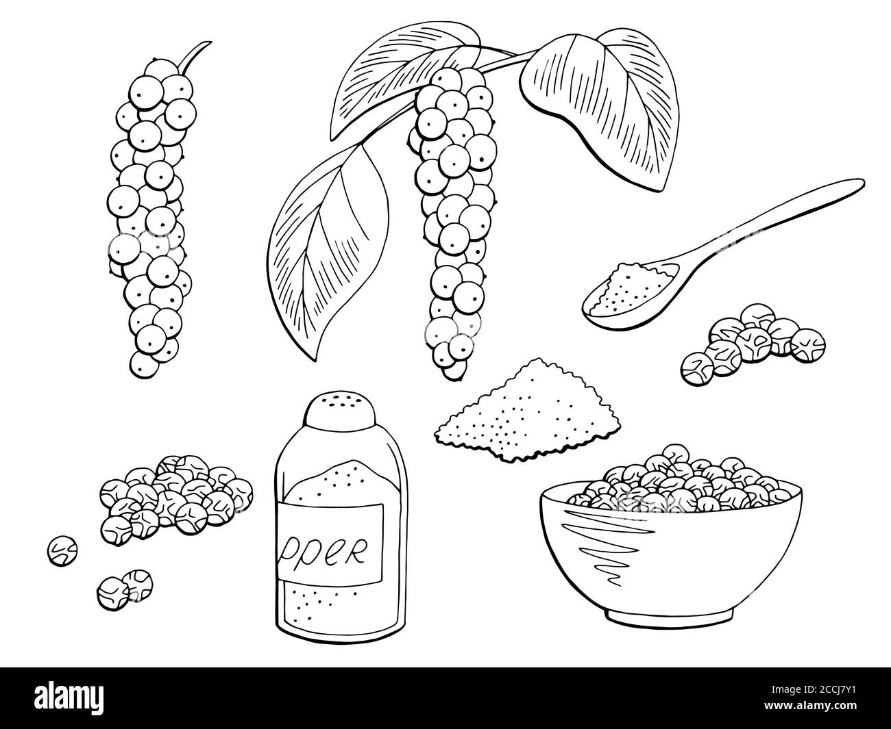 Schwarzer Pfeffer Pflanze Set Grafik isoliert Skizze Illustration Vektor Stock Vektor