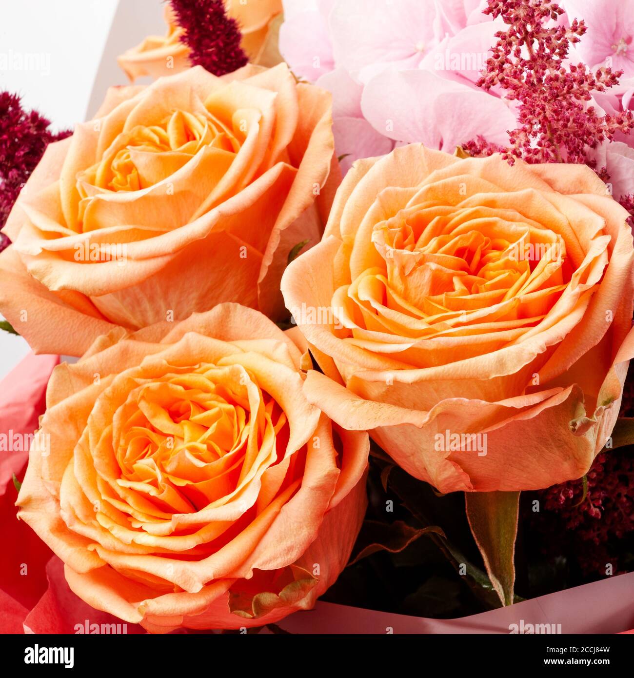 Schönes Bouquet mit zartrosa Hydrangea (Hydrangea macrophylla) oder Hortensia Blume, milden orangen Rosen und rotem Geschenkpapier. Weiches, verträumtes Gefühl Stockfoto