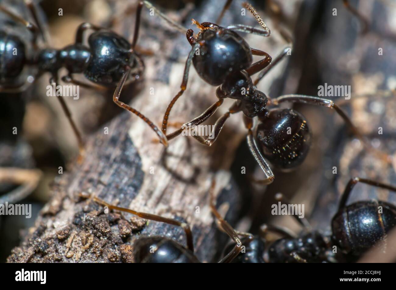Kleine schwarz glänzende Ameisen auf einem alten Baum Stockfoto