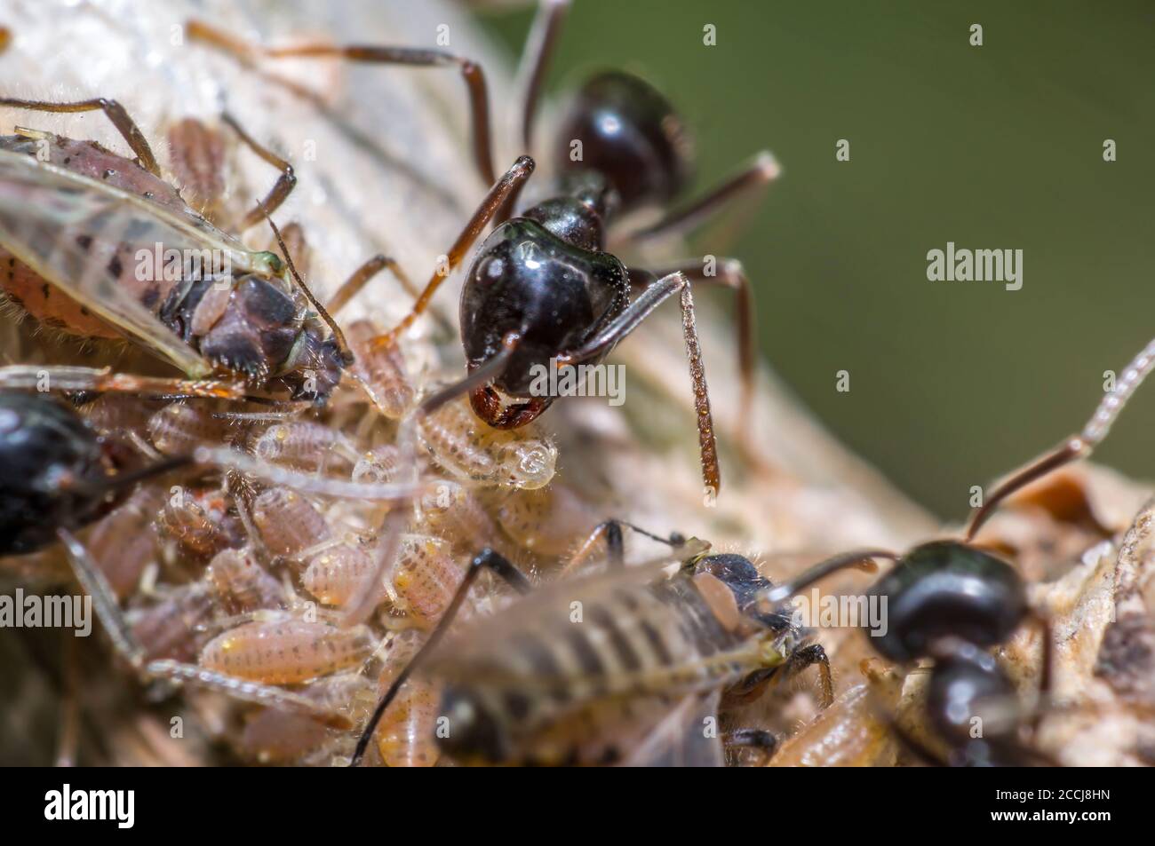 Kleine schwarze glänzende Ameisen melken Blattläuse auf einem alten Baum Stockfoto