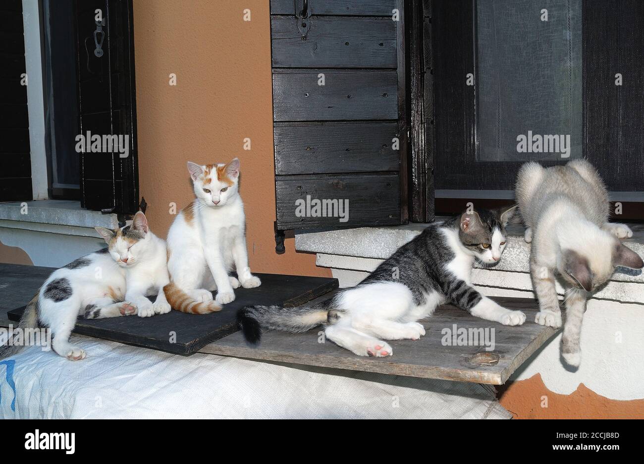 Katze Mutter mit Kätzchen Stockfoto