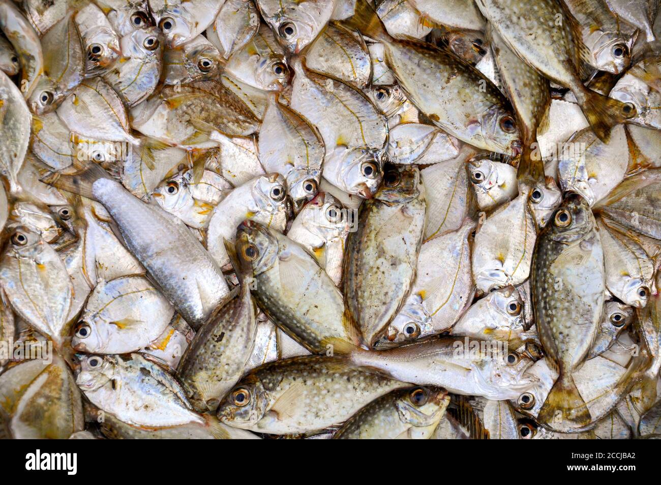 Eine Vogelperspektive auf ein Tablett mit frisch gefangenem Fisch auf dem asiatischen Markt. Stockfoto