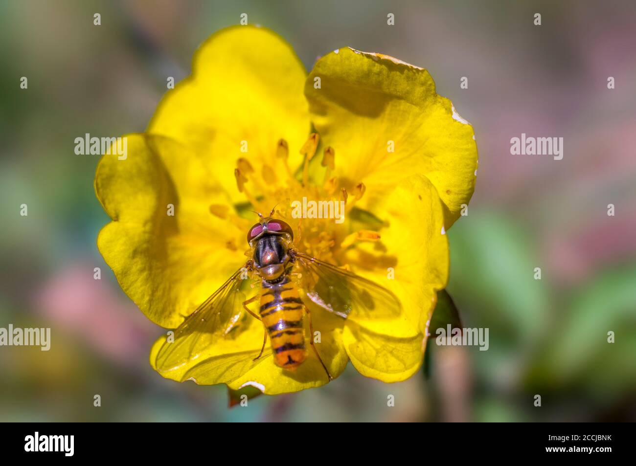 Schwebfliege bei farbevoller Blüte auf Frühlingswiese Stockfoto