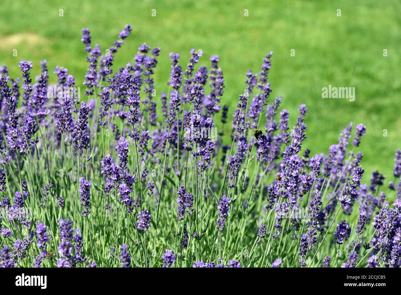 Lavendel, lavendel officinalis ist eine wichtige Heilpflanze und eine Duftpflanze mit blauen Blueten und wird in der Medizin verwendet. Lavendel, lav Stockfoto