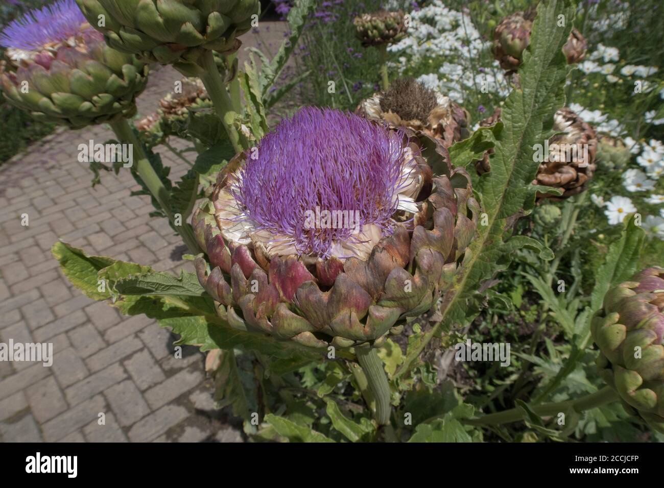 Blütenkopf eines Globe Artischocke Thistle oder Cardoon (Cynara cardunculus var. scolymus) wächst in einem Country Cottage Garden in Rural Devon, England, UK Stockfoto