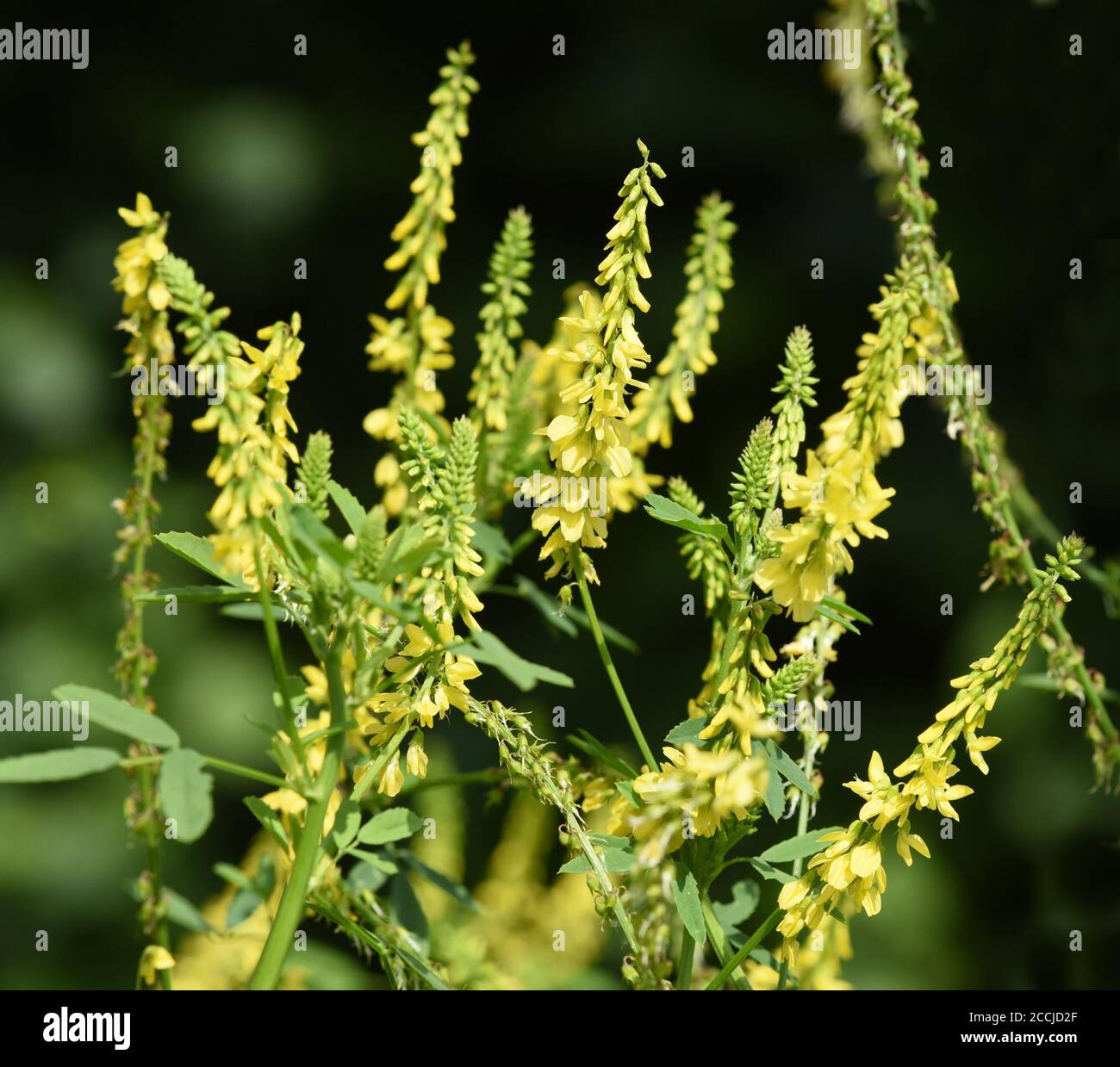 Steinklee, Melilotus officinalis, ist eine wichtige Heil- und Medizinalpflanze und mit weissen oder gelben Bluten. Süßes Klee, Melilotus officinal Stockfoto