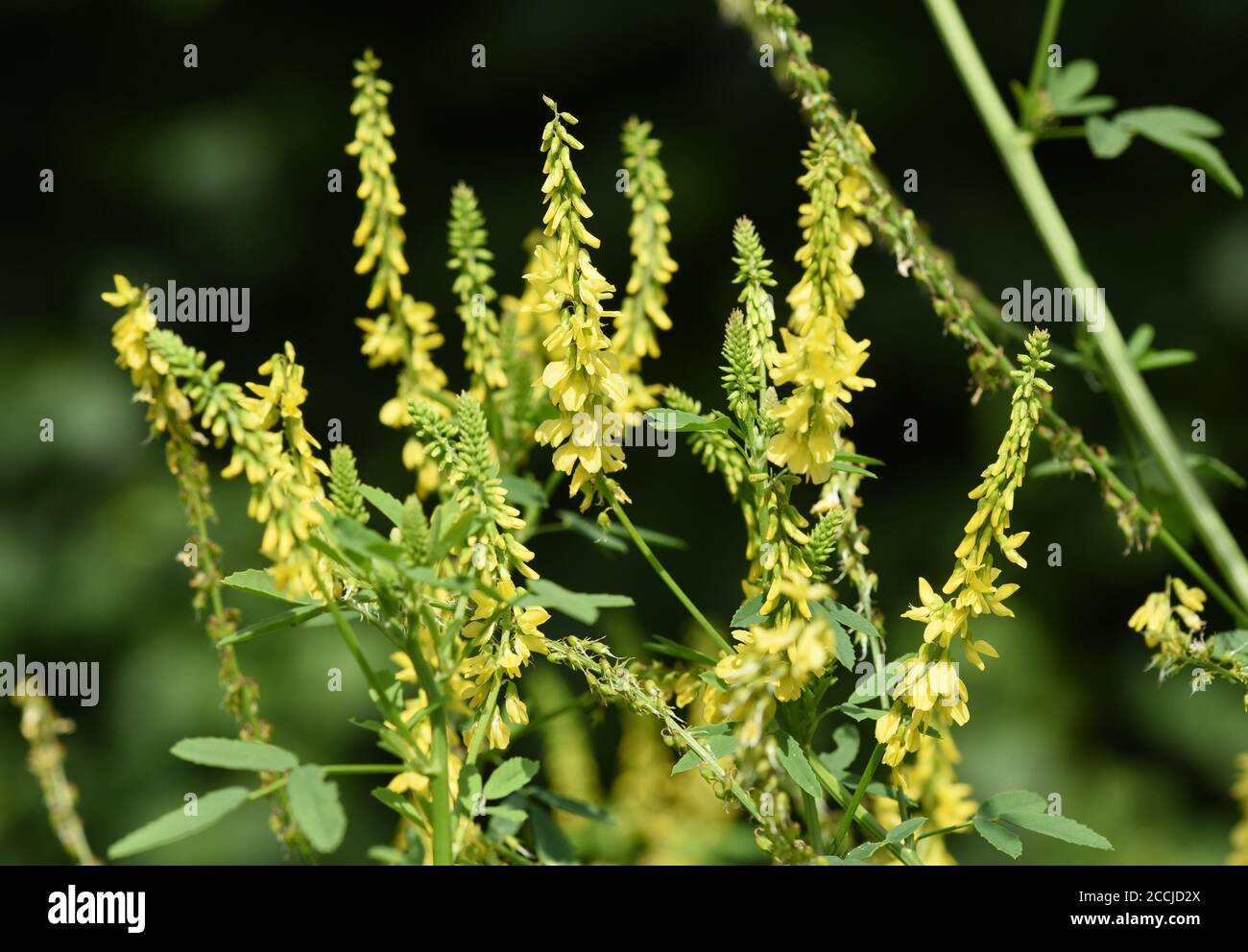 Steinklee, Melilotus officinalis, ist eine wichtige Heil- und Medizinalpflanze und mit weissen oder gelben Bluten. Süßes Klee, Melilotus officinal Stockfoto