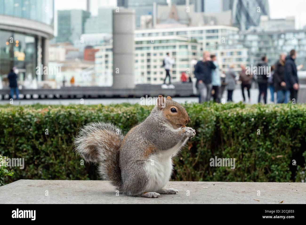 Wildtiere in London mit Eastern Grey Eichhörnchen oder Sciurus carolinensis in städtischer Umgebung als Veränderung des Lebensraums der Wildtiere in London, Großbritannien Stockfoto