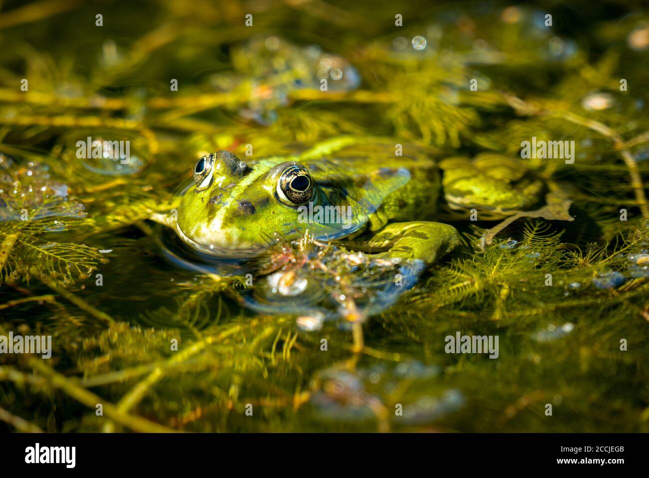 Rana esculenta- gemeinsame Wasser Frosch Sonnenbaden in einem Teich Stockfoto