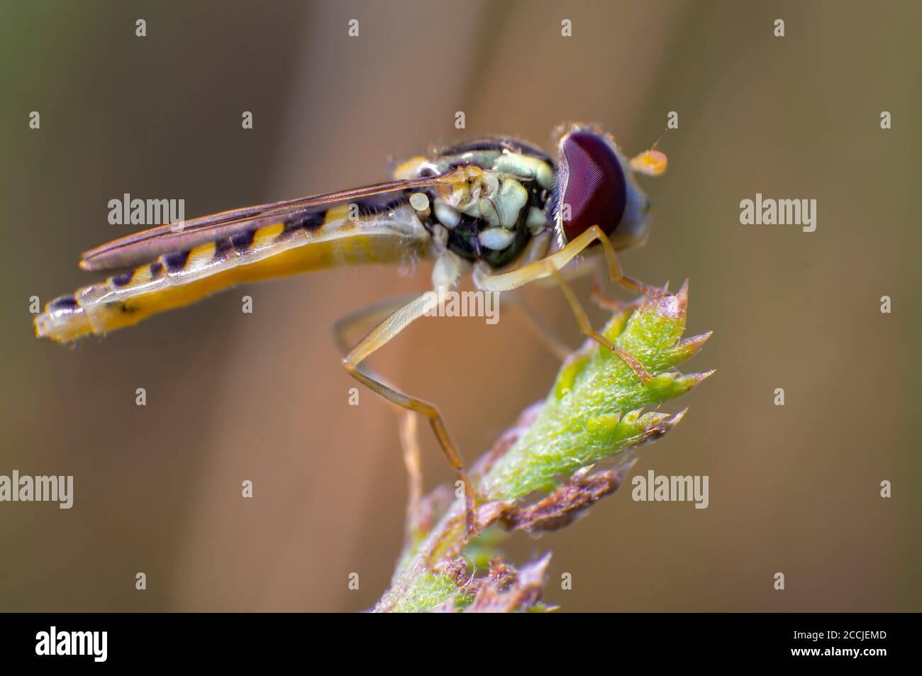 Hoverfly auf einer Distel Stockfoto