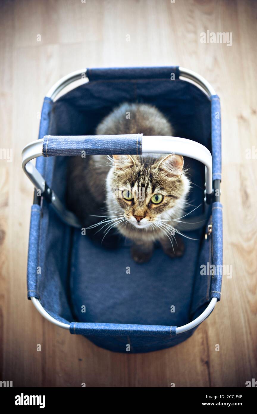 Inländische europäische Kurzhaarkatze in einen Warenkorb Stockfoto