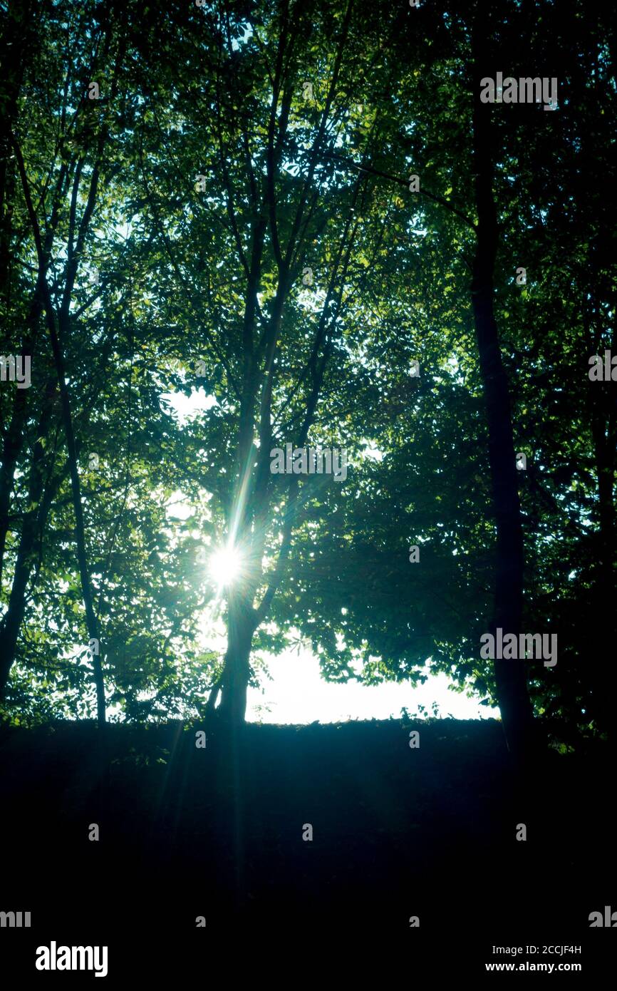 Sonneneinstrahlung hinter Bäumen Stockfoto