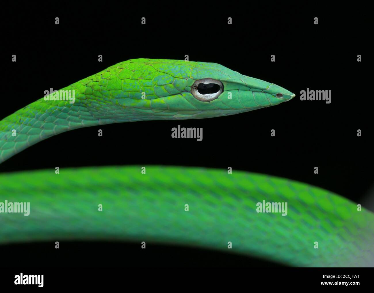Orientalische Peitschenschlange ist eine schlanke und sanfte Baumschlange Stockfoto