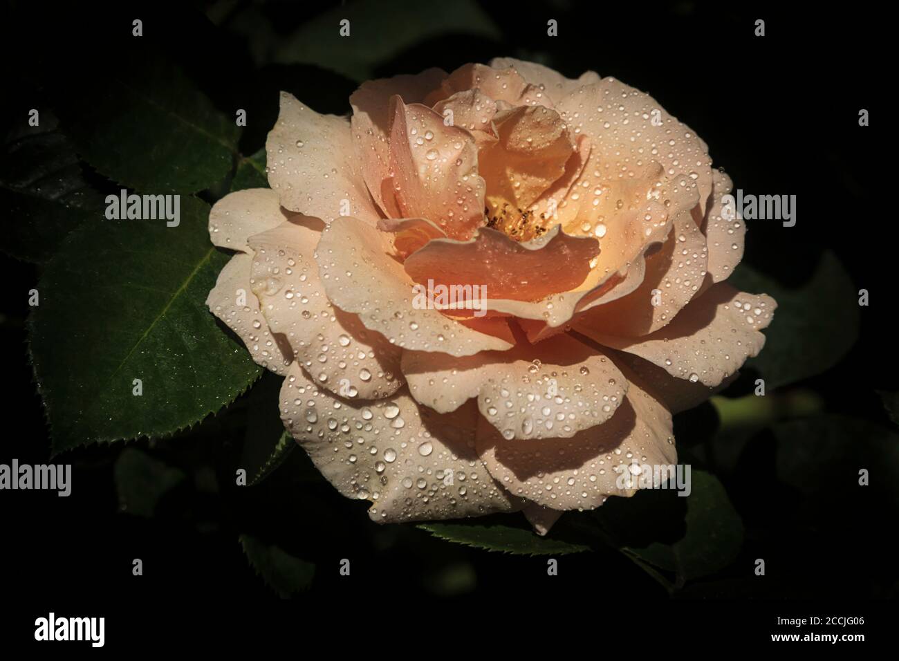 Zarte Rose mit Regentropfen an einem Sommerabend auf einem Dunkler Hintergrund Stockfoto