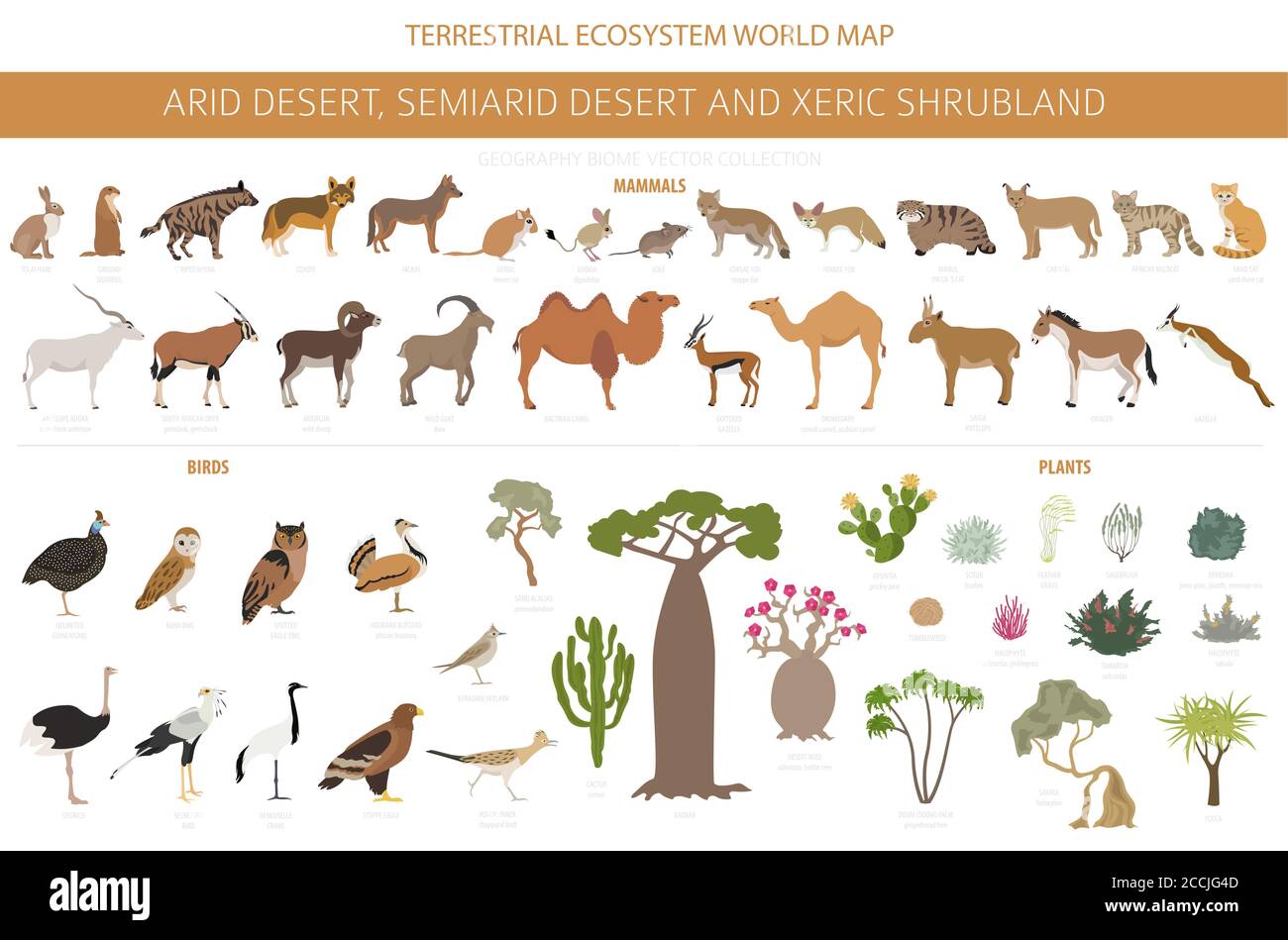 Wüstenbiom, Xeric Shrubland Naturgebiet Infografik. Weltkarte des terrestrischen Ökosystems. Tiere, Vögel und Vegetationen Design-Set. Vektorgrafik Stock Vektor