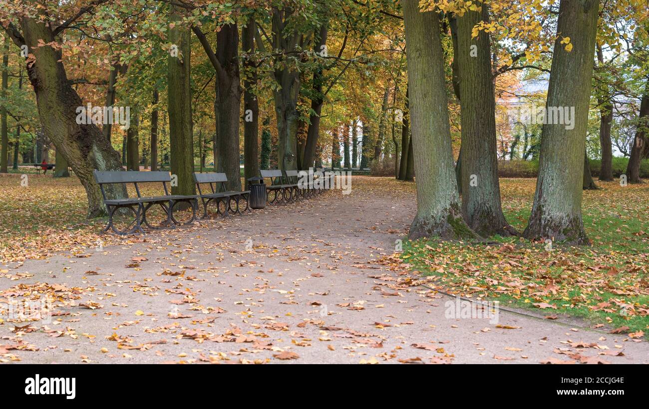 Herbstansicht der Gasse im Park der Königlichen Bäder in Warschau, Polen Stockfoto