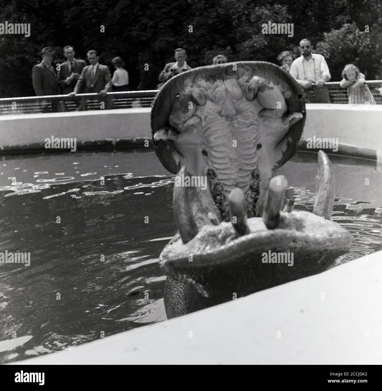 1950s, historisch, ein Nilpferd in einem Zoo im Wasser öffnet seinen weiten Mund für die Zuschauer, zeigt seine großen Eckzähne, England, Großbritannien. In freier Wildbahn kommen Flusspferde häufig in Flüssen, Seen und Sümpfen vor, wobei die Tiere in Zoos in und an von Mand-Wasserbecken oder Seen leben. Die Flusspferde gilt als eines der gefährlichsten Tiere der Welt aufgrund seiner aggressiven und unvorhersehbaren Natur. Stockfoto 1950s, historisch, ein Nilpferd in einem Zoo im Wasser öffnet seinen weiten Mund für die Zuschauer, zeigt seine großen Eckzähne, England, Großbritannien. In freier Wildbahn kommen Flusspferde häufig in Flüssen, Seen und Sümpfen vor, wobei die Tiere in Zoos in und an von Mand-Wasserbecken oder Seen leben. Die Flusspferde gilt als eines der gefährlichsten Tiere der Welt aufgrund seiner aggressiven und unvorhersehbaren Natur. Stockfoto