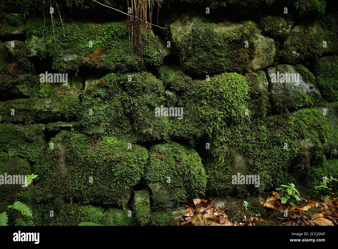Moosiges Mauerwerk. Moosbedecktes altes Mauerwerk. Moos-gewachsene alte Steinmauer, die das Ufer eines Bergbaches in den Karpaten stärkt. Nahaufnahme Stockfoto