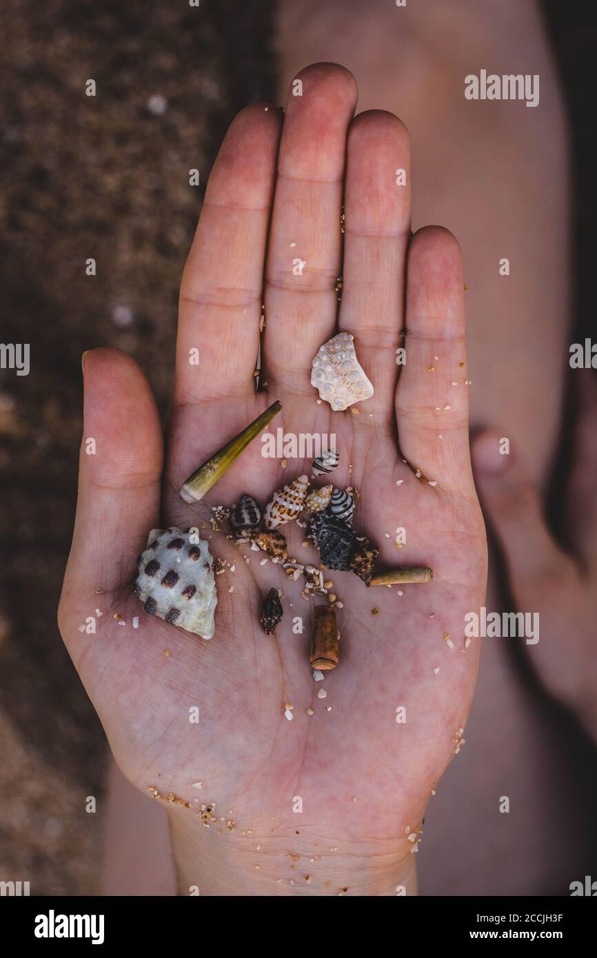 Eine Hand hält schöne Muscheln, Sand im Hintergrund. Stockfoto