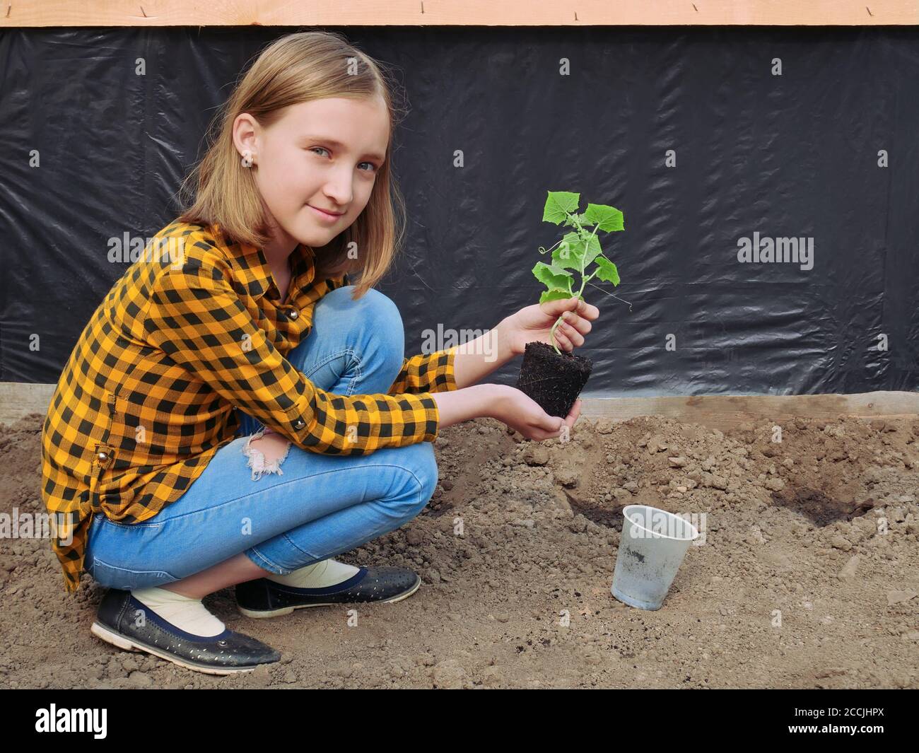 Schöne kaukasische lächelnde Teenager blonde Mädchen im Gewächshaus hält eine Gurke Sämling vor dem Pflanzen in den Boden, Szene auf dem Hintergrund der bla Stockfoto