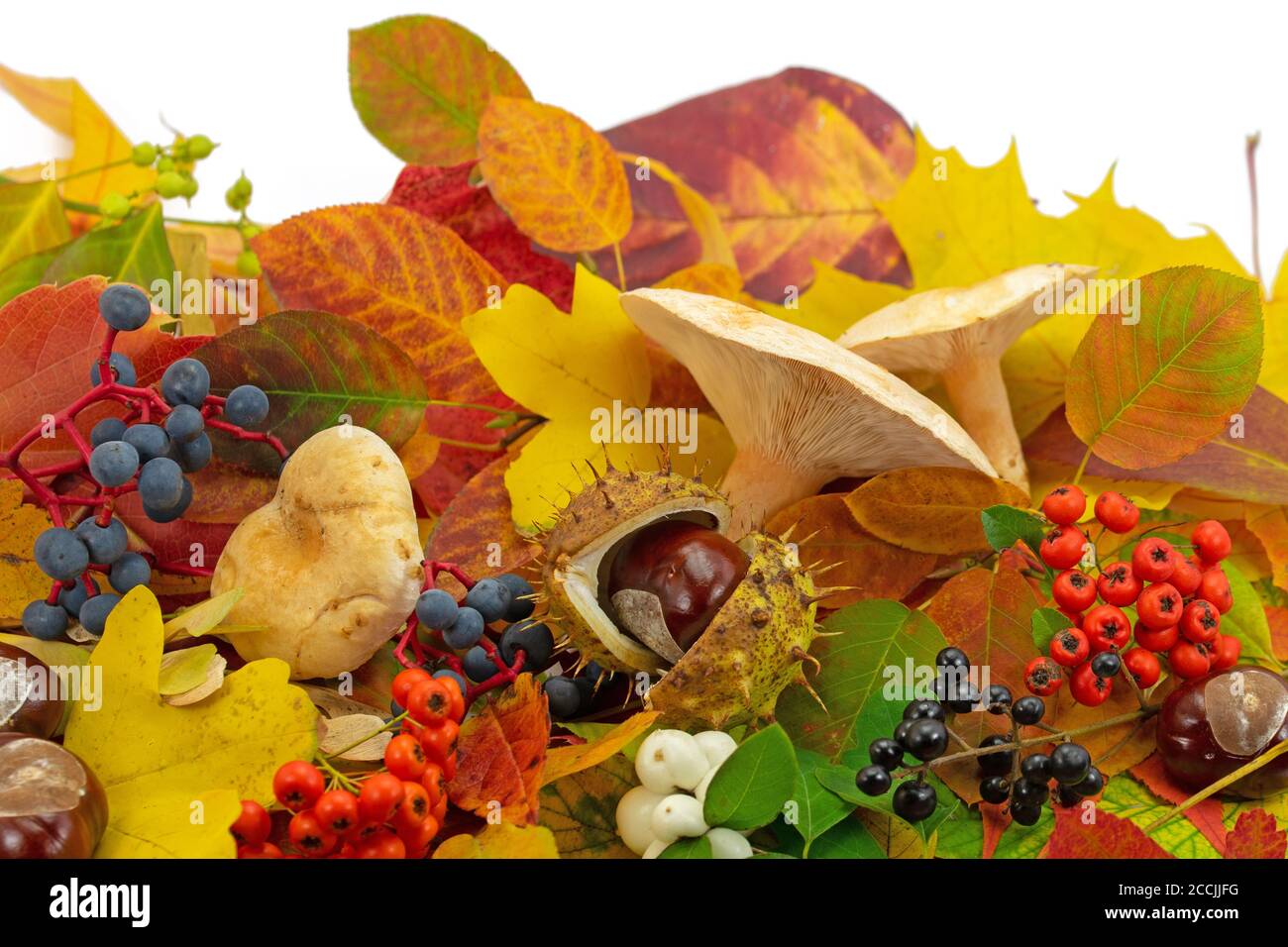 Herbstdeko aus bunten Blättern, Pilzen und Früchten Stockfoto