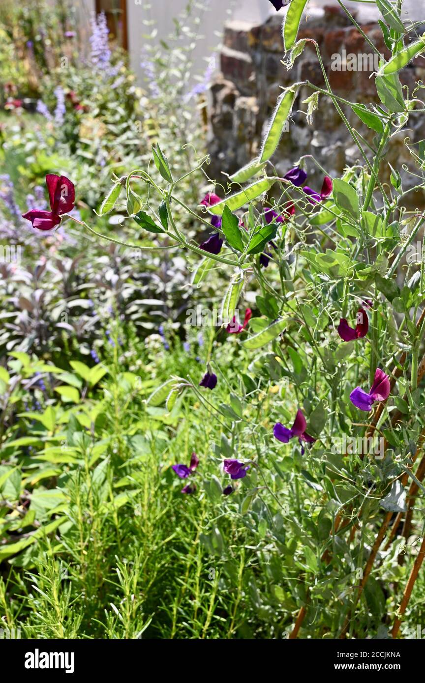 Süße Erbsen Blumen, Hollingbourne, Kent. VEREINIGTES KÖNIGREICH Stockfoto