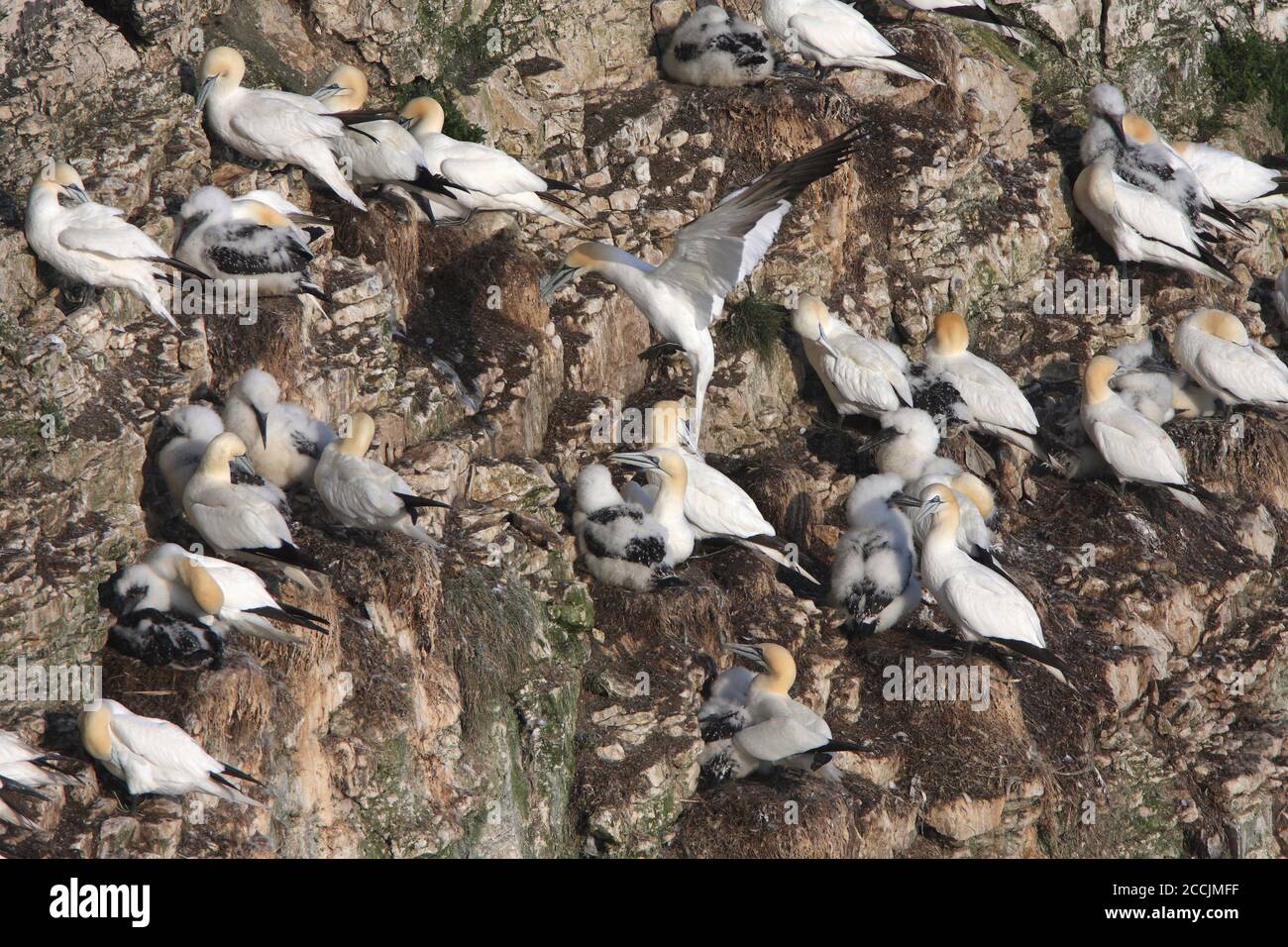 GANNET Nistkolonie UK. Stockfoto