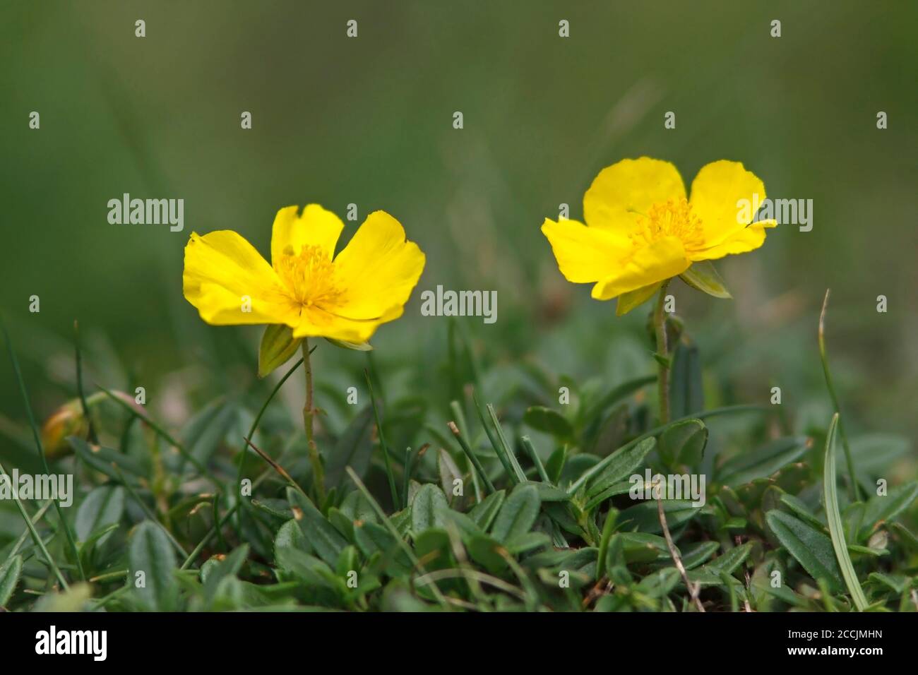 GEMEINE STEINROSE (Helianthemum nummularium), Schottland, Großbritannien. Stockfoto