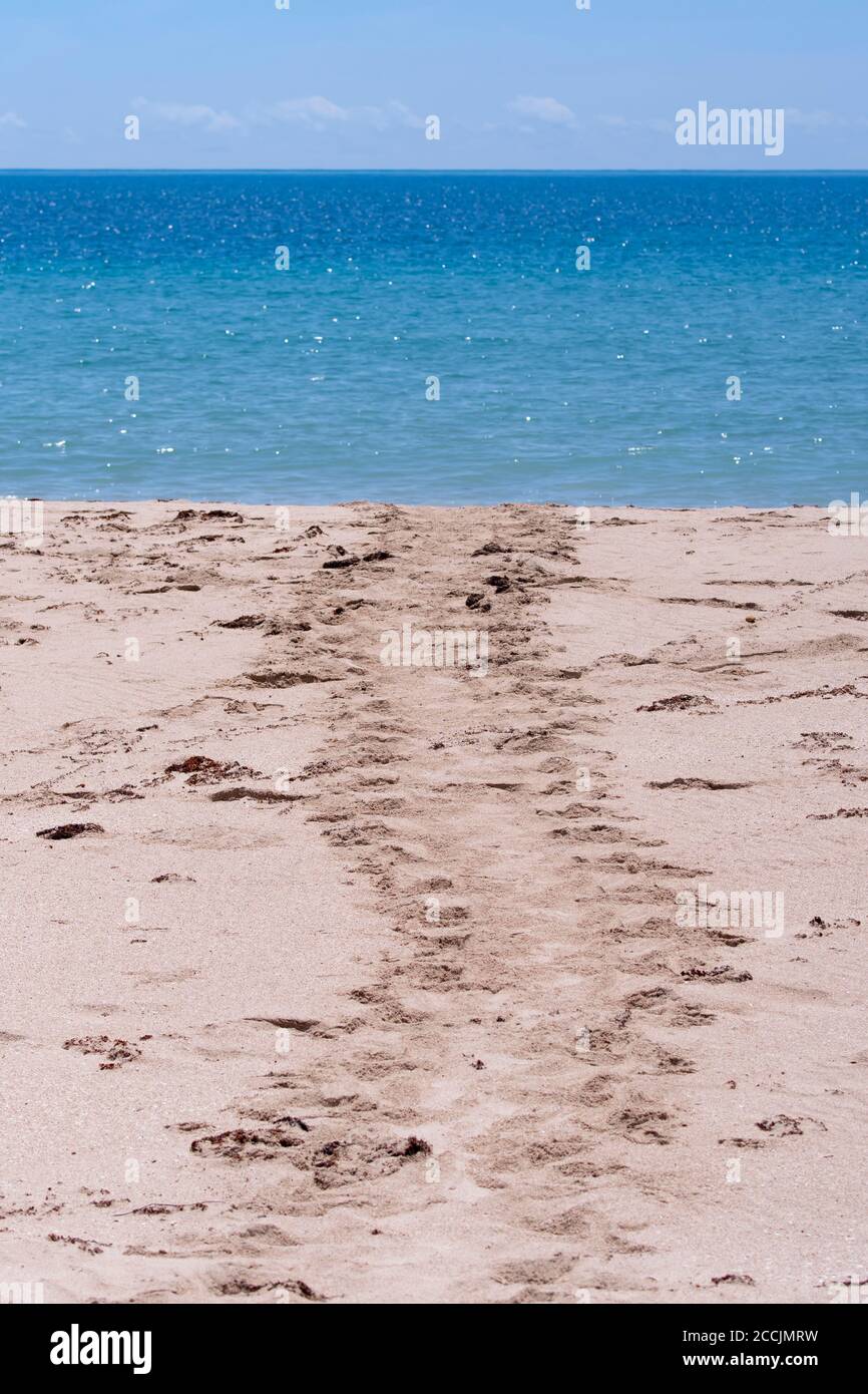 Schildkrötenpisten, die zum Meer führen, Garig Gunak Barlu National Park in der abgelegenen Cobourg Peninsula, Arnhem Land, Northern Territory, NT, Australien Stockfoto