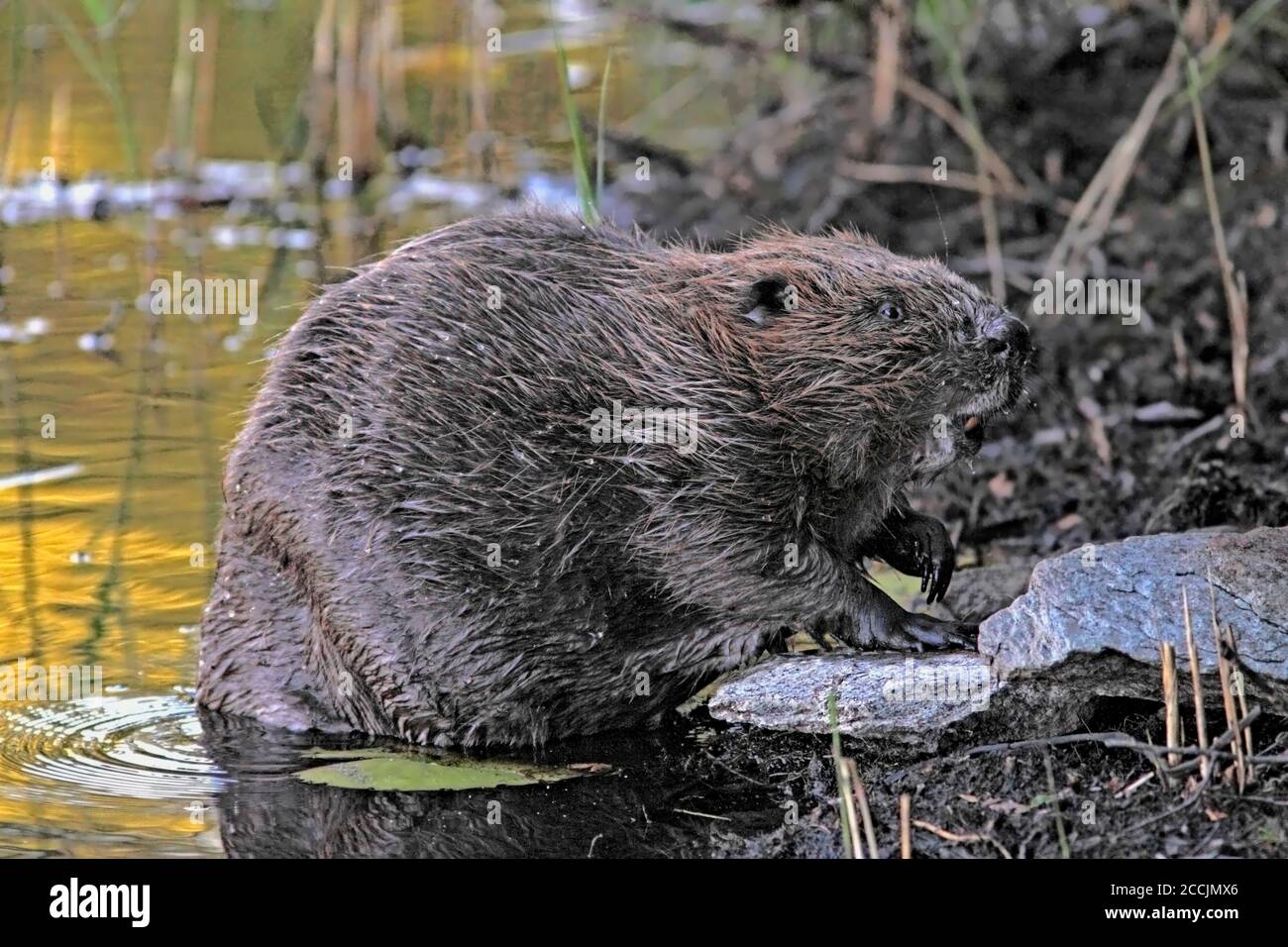 EUROPÄISCHE BIBER, die aus dem Wasser klettern, Schottland, Großbritannien Stockfoto