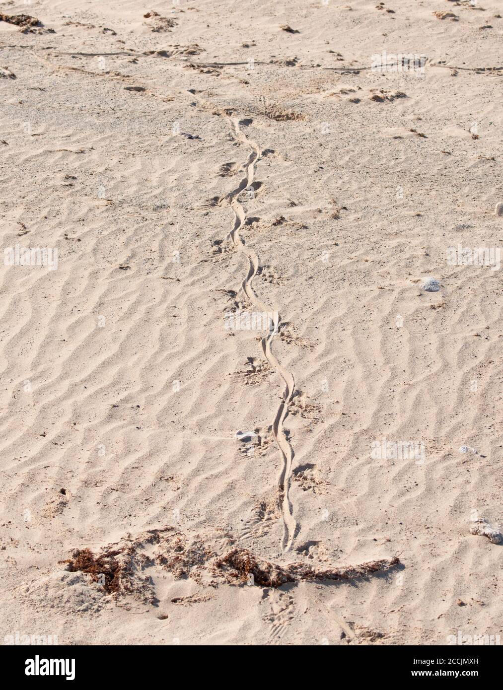 Spuren im Sand eines Sand Goanna oder Sand Monitor in der abgelegenen Cobourg Peninsula, Arnhem Land, Northern Territory, NT, Australien Stockfoto