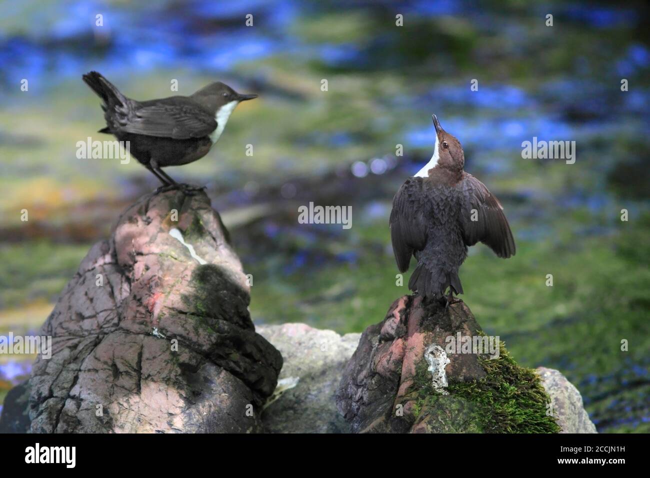 DIPPER-Paar, Balz-Display, Großbritannien. Stockfoto