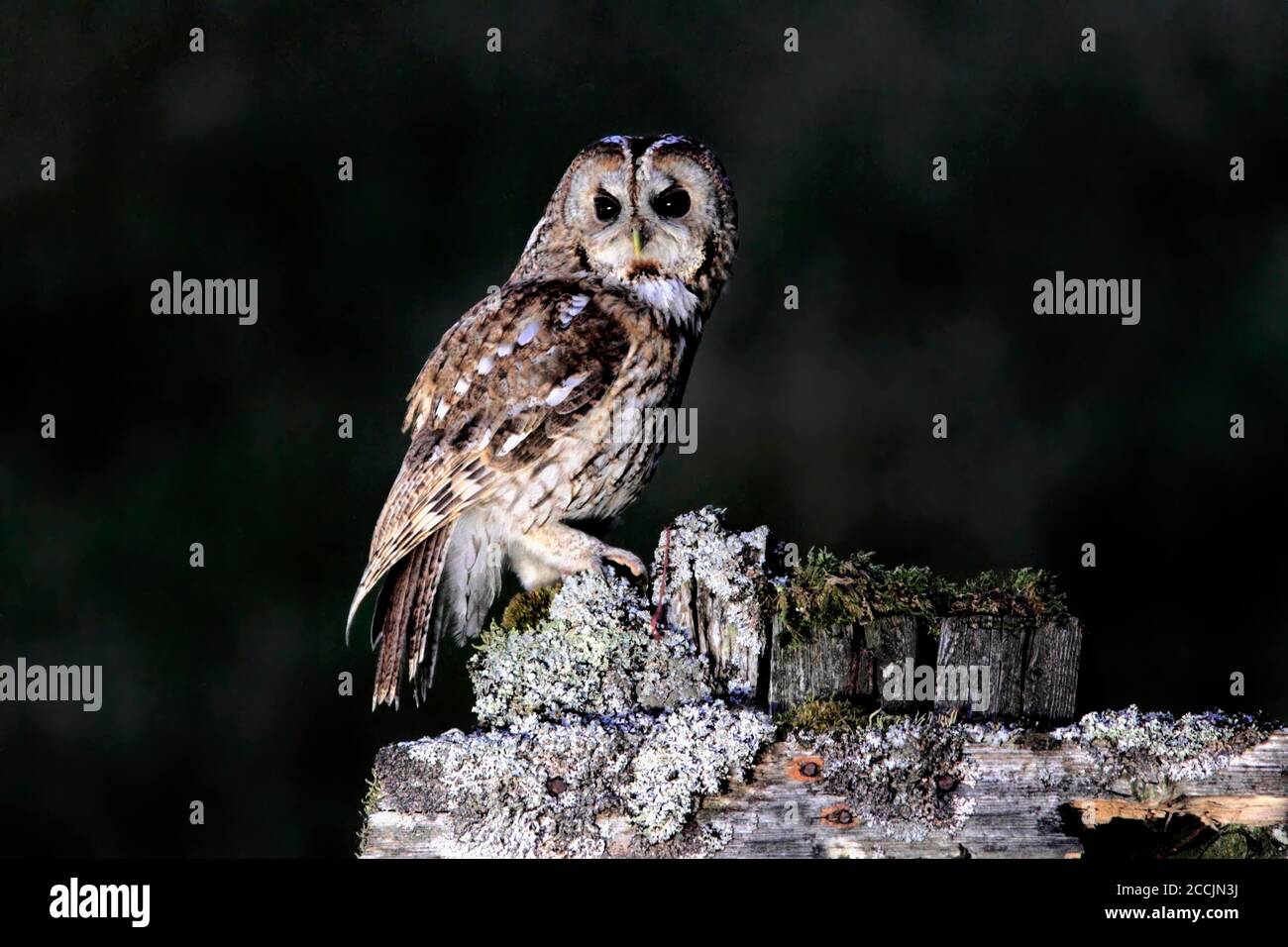 TAWNY OWL (strix aluco) auf einigen verödeten Zäune in einem Waldlichtung, Schottland. Stockfoto