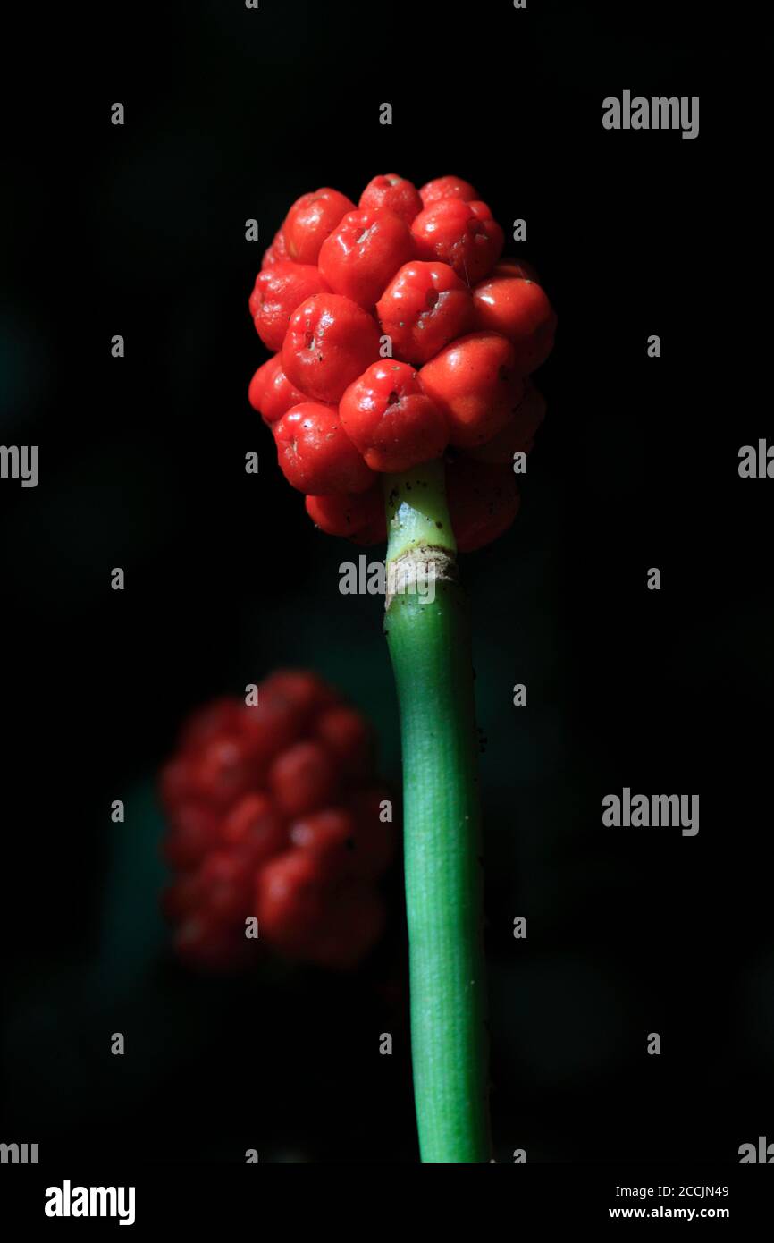 WILD ARUM (Arum maculatum) oder Kuckuckpint oder Herren und Damen oder Schlangenkopf, rote Beeren, Schottland, Großbritannien. Stockfoto