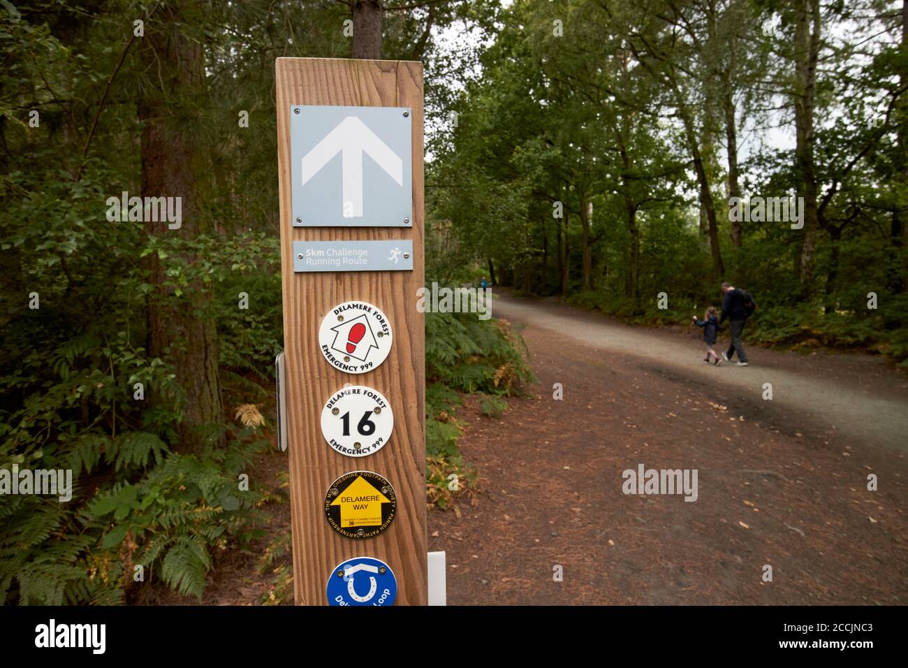 Waldweg durch delamere Wald cheshire england, großbritannien Stockfoto