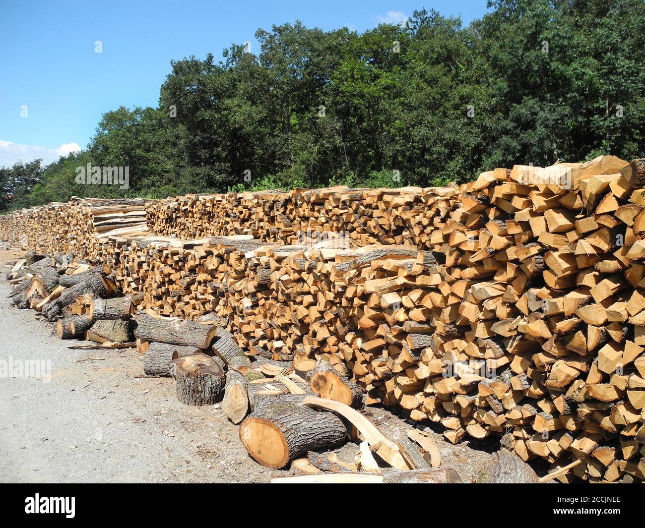 Österreich, Holzstapel mit Schnittholz, eine gemeinsame Waldbewirtschaftung Stockfoto