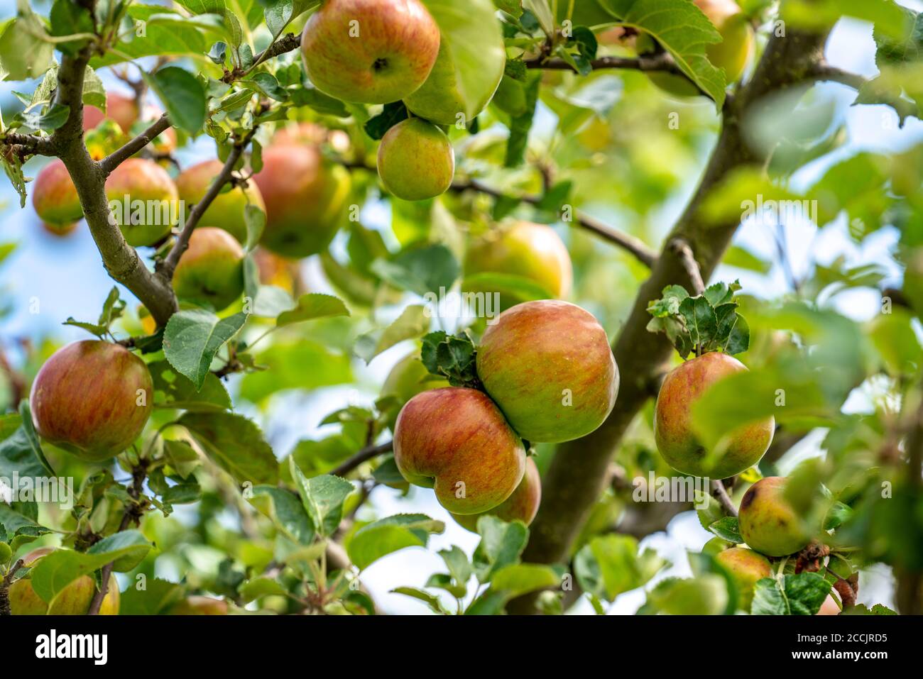Alte Apfelsorte, roter Eisapfel, Wiesengarten, Tafelapfel, Apfelbaum, Hemer, NRW, Deutschland, Stockfoto