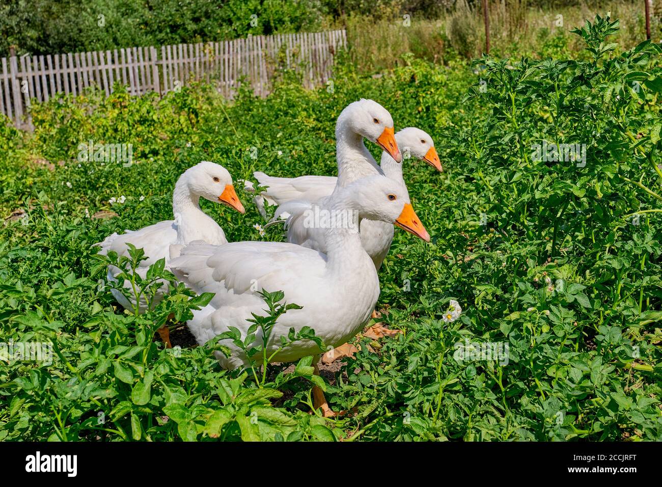 Vier weiße Gänse, die über das landwirtschaftliche Feld laufen Stockfoto
