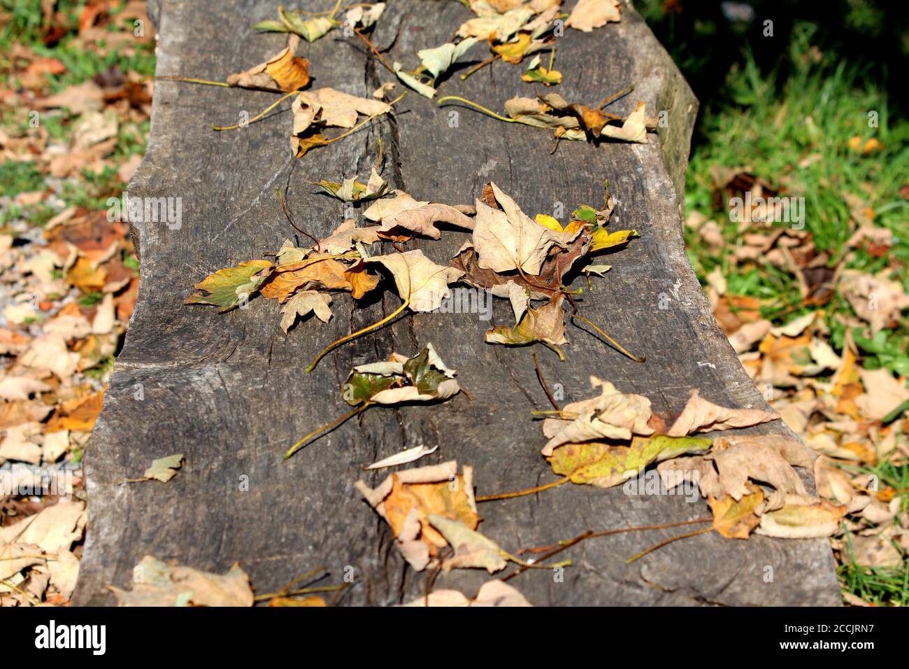 Gefallene hellbraune Herbstblätter in verschiedenen Formen und Größen Wackige alte gesprungene Holzbank im öffentlichen Park bedecken Auf warmen sonnigen Herbsttag Text Stockfoto