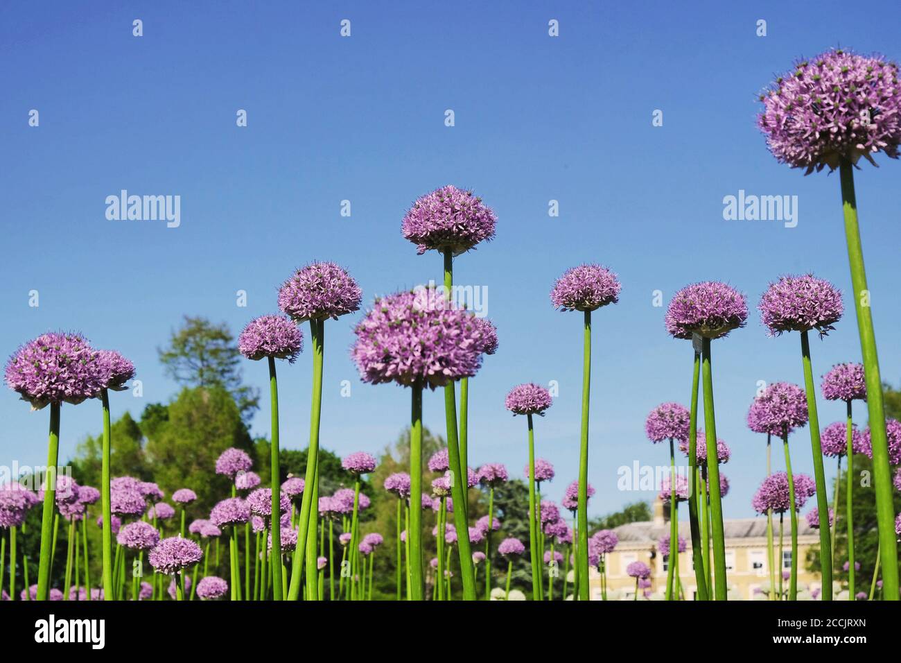 Allium 'Purple Sensation' blüht an einem sonnigen Maitag, England, Großbritannien Stockfoto