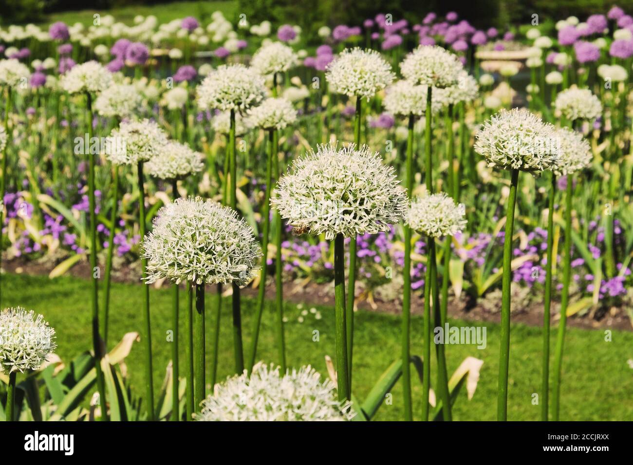 Allium weißer Riese blüht an einem sonnigen Maitag, England, Großbritannien Stockfoto