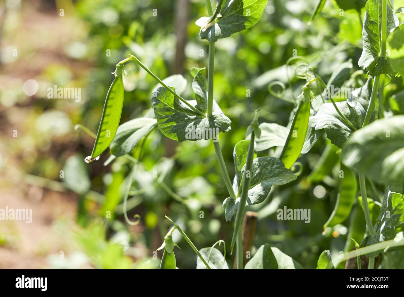 Junge grüne Keimlinge von Erbsen auf einem sonnigen Feld. Landwirtschaft. Nahaufnahme. Stockfoto