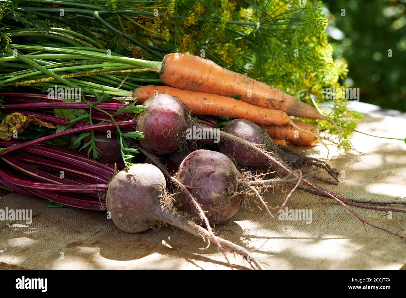 Frische Ernte von Bio-Gemüse auf einem Holztisch an einem sonnigen Tag. Bio frisch geerntetes Gemüse. Stockfoto