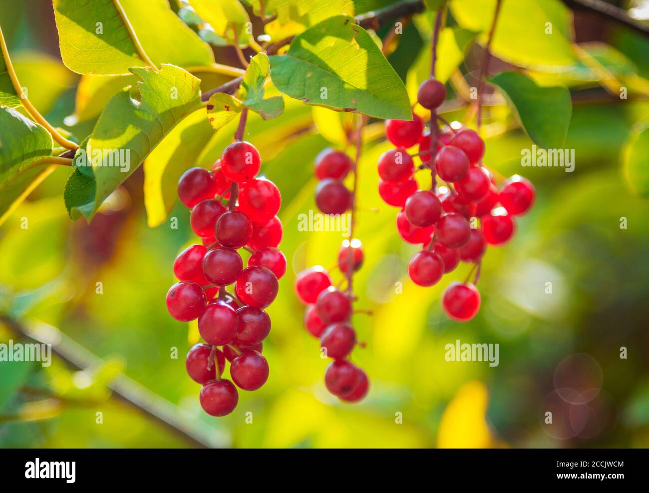 Nahaufnahme reife leuchtend rote Beeren von Prunusvirginiana, genannt Bitterbeere, Chokecherry Baum. Stockfoto