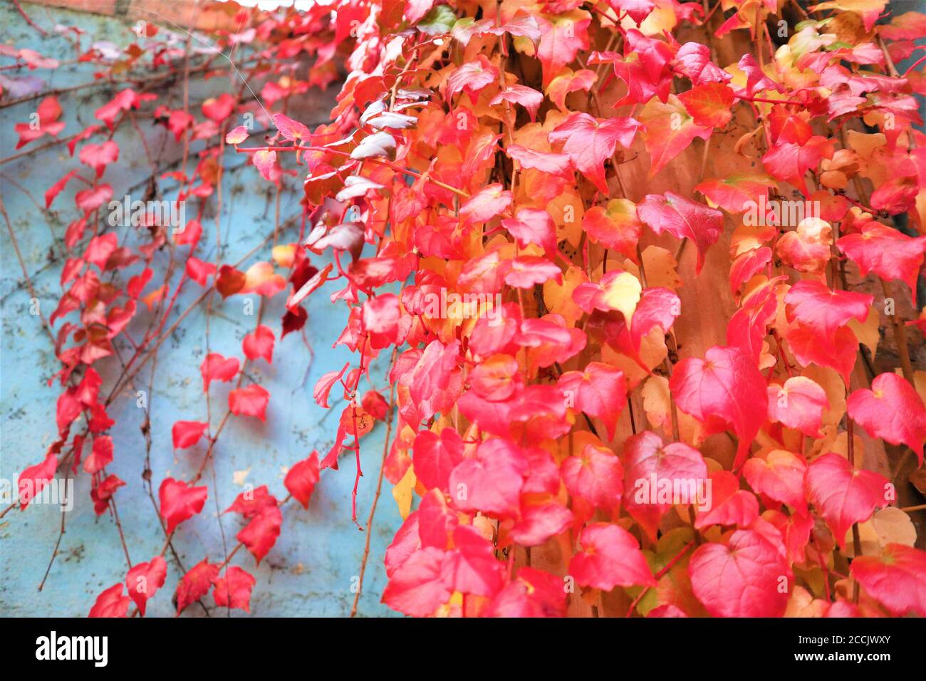 Grne, gelbe, rote, orange Efeu-Bltter an der Wand. Herbstzeit Dekoration  Kunst Schnheit der Natur. Nahaufnahme. Speicherplatz kopieren. Herbst  natrlicher Hintergrund. Bo Stockfotografie - Alamy